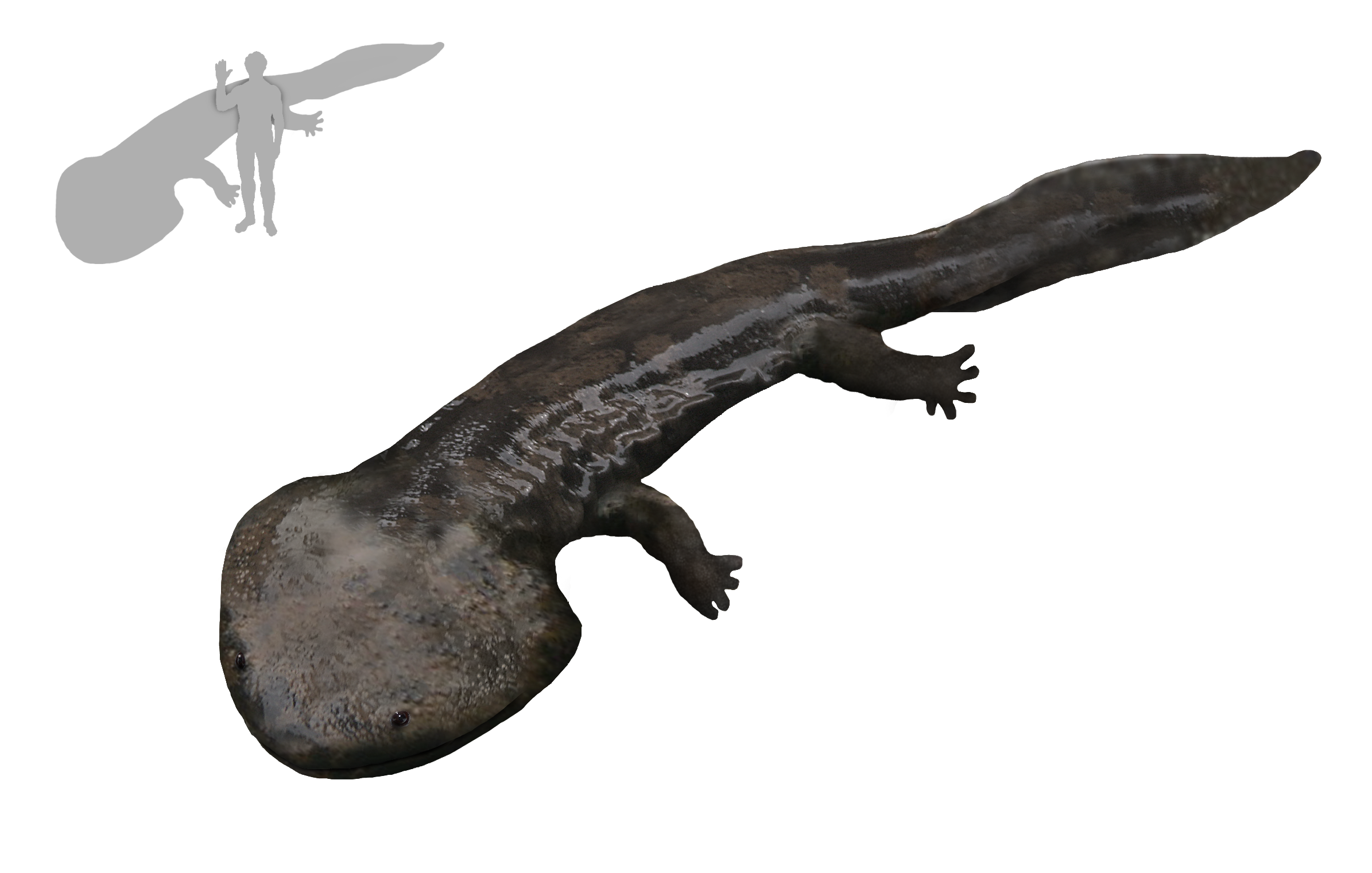 酷拉龙也翻译成科尔鳄或者酷拉螈再排除下去就没完了,直接切入正题.