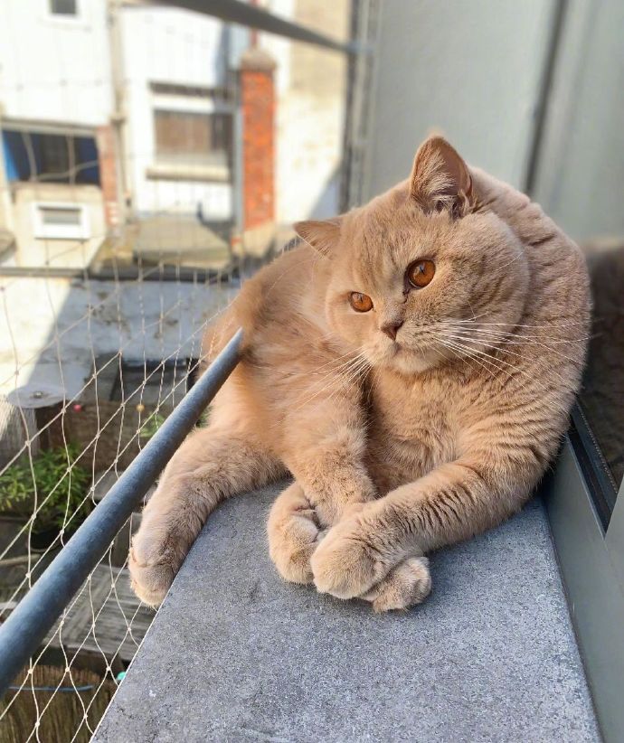 传说中的大佬橘猫