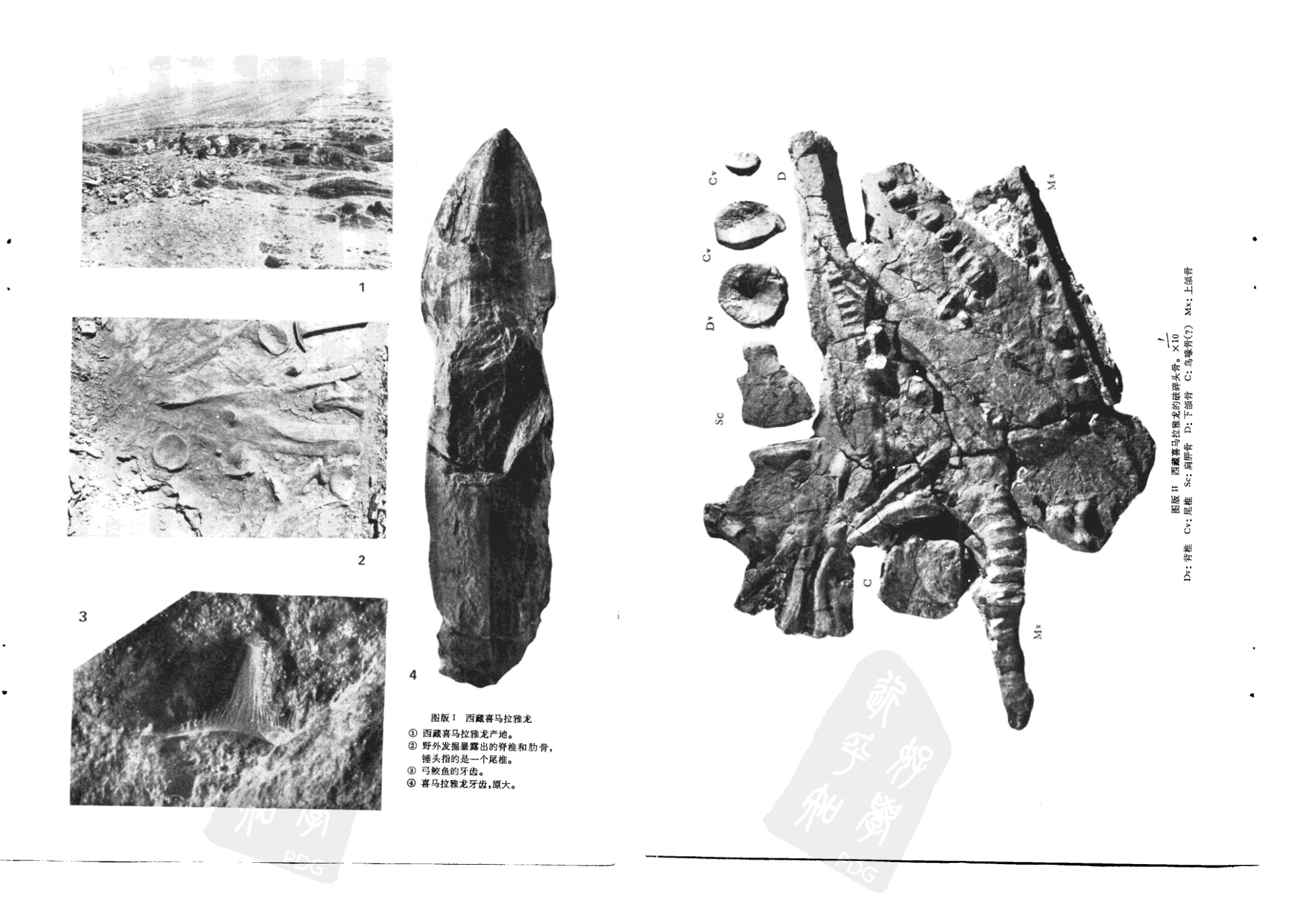鱼龙潜跃 其三 最强掠食海爬 西藏喜马拉雅鱼龙