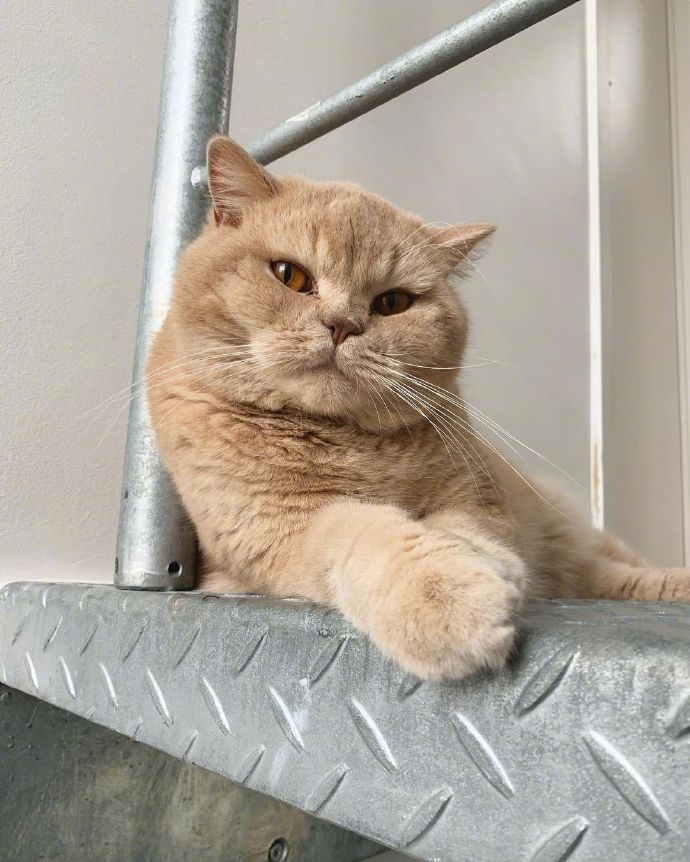 传说中的大佬橘猫.