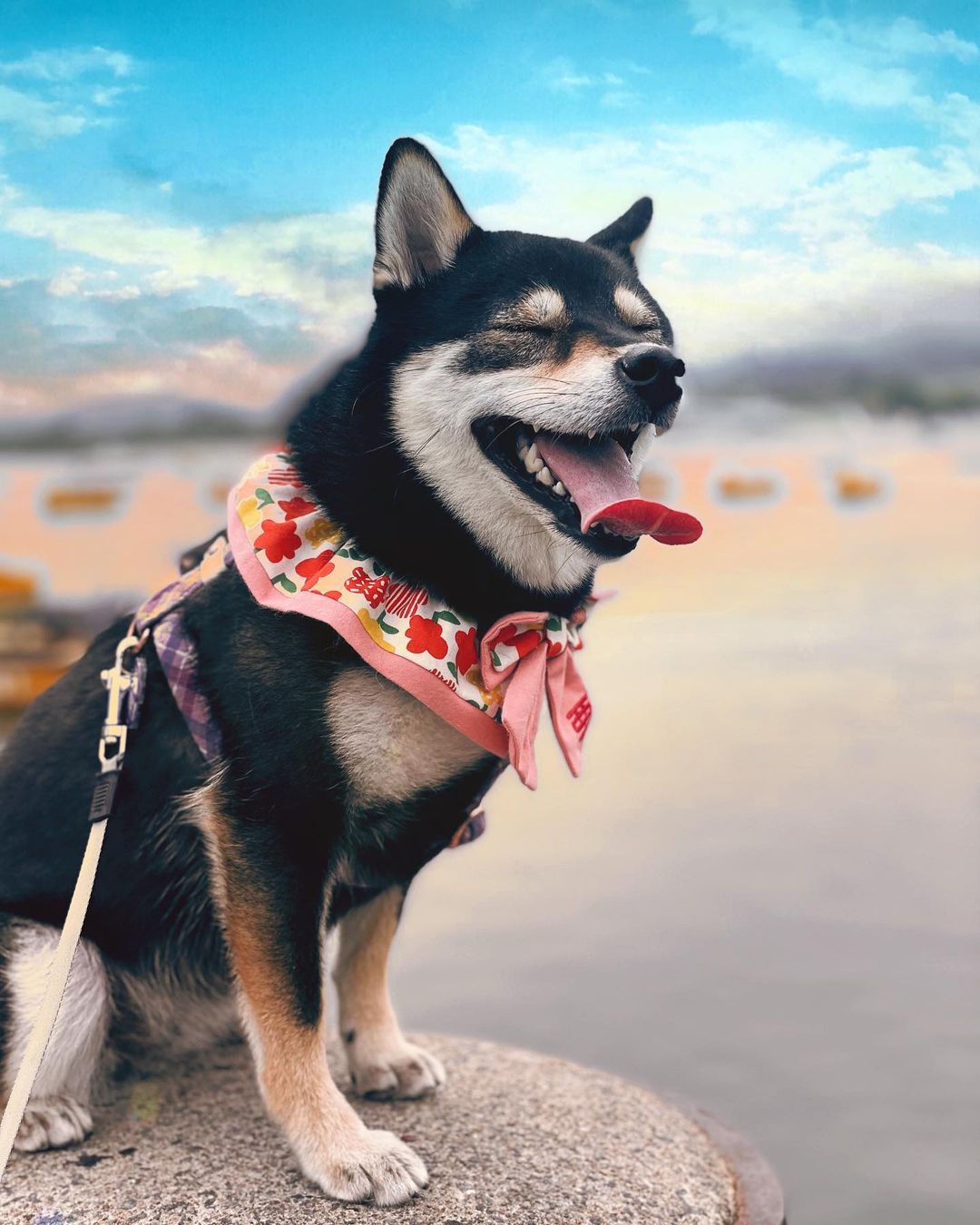 如何辨别纯种柴犬的脚趾和爪子？