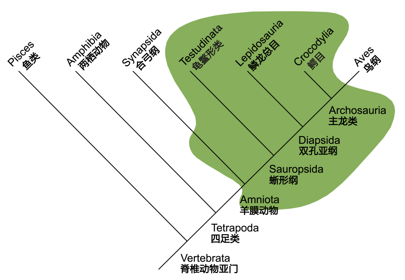 汉化翻译脊椎动物分类解剖鱼龙人类演化三叠纪早期海洋