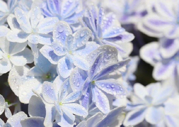 日本培育的新品种紫阳花取名叫做万华镜