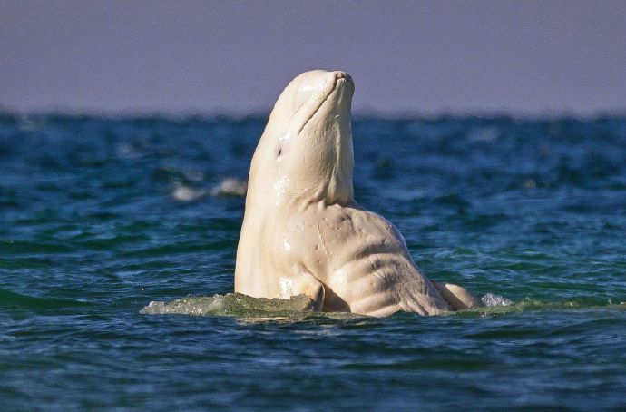 岛国小哥めーちっさい的新作肌肉海豚67676767