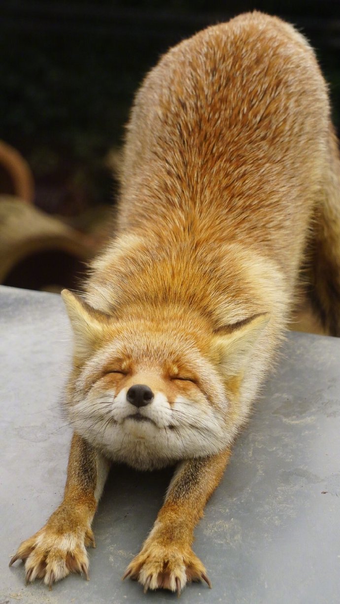 一只正在眯着眼伸懒腰的小狐狸