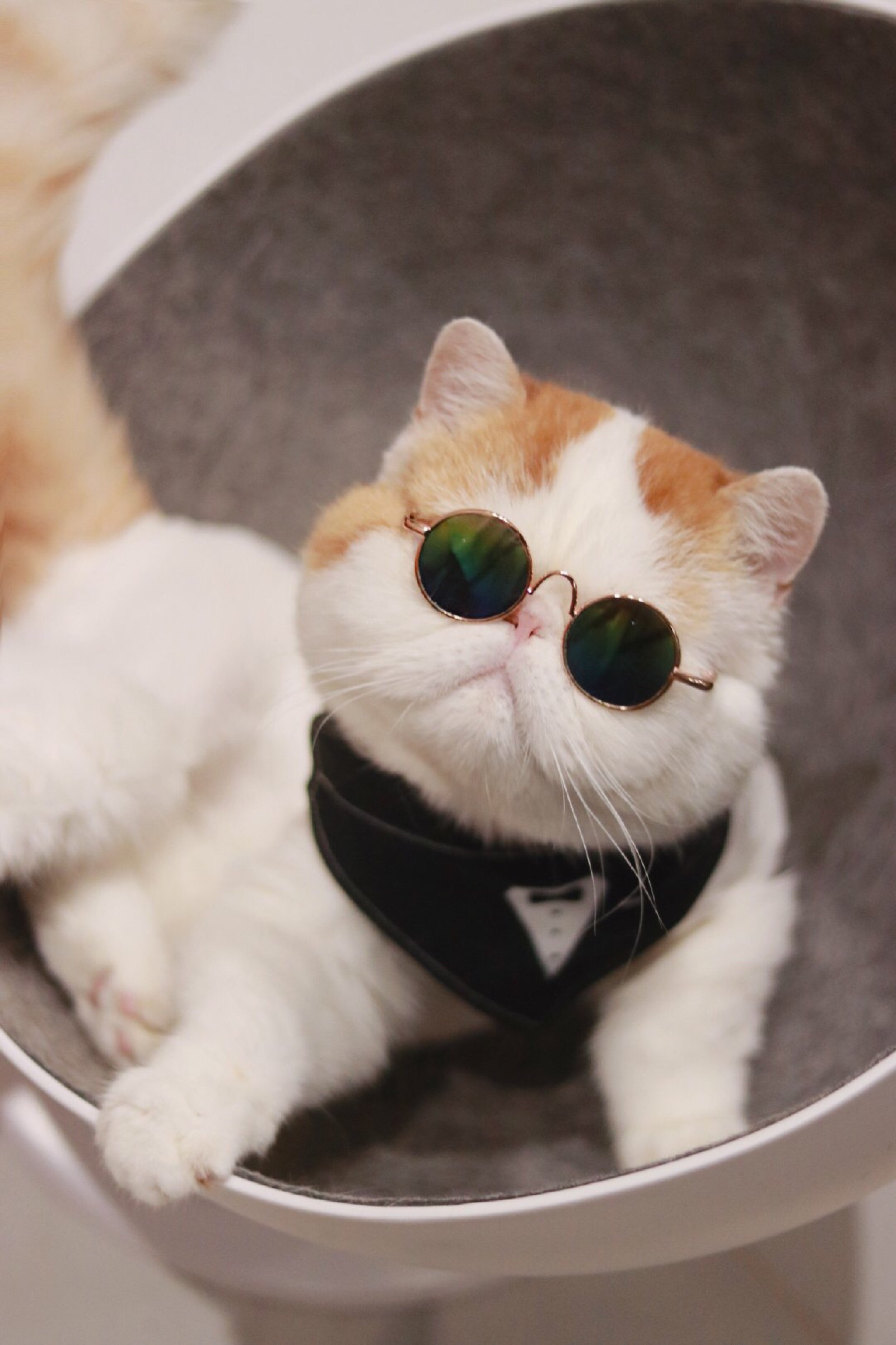 壁纸ep41加菲猫红小胖真的胖