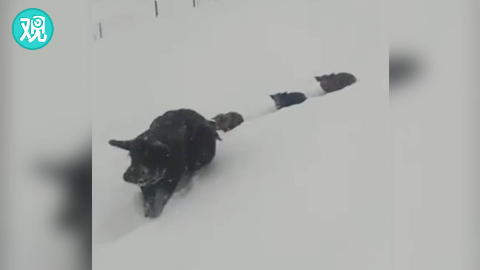 雪宝宝幼儿舞蹈视频