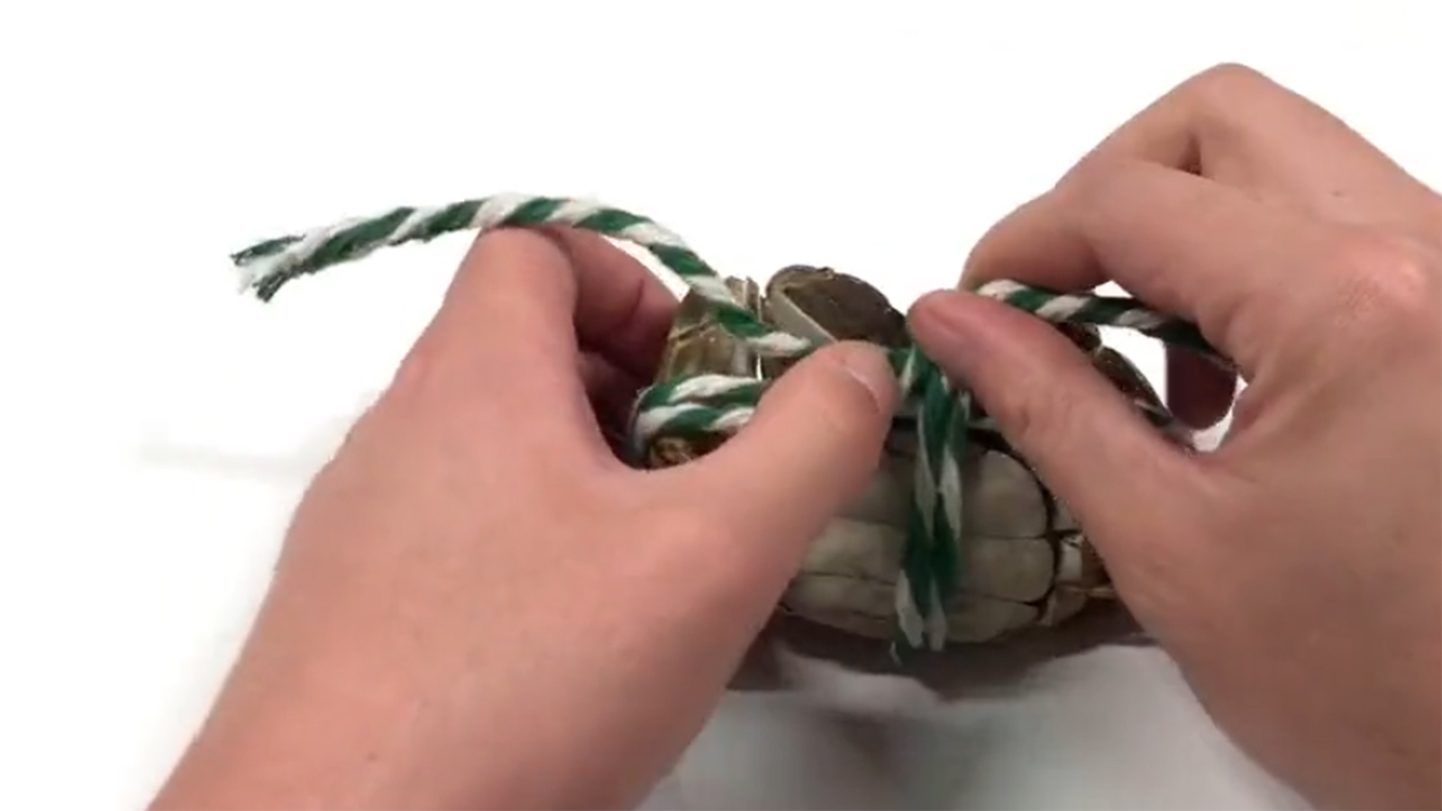 活蹦乱跳的螃蟹横行无忌,大钳子容易伤人,图文详解如何绑螃蟹?