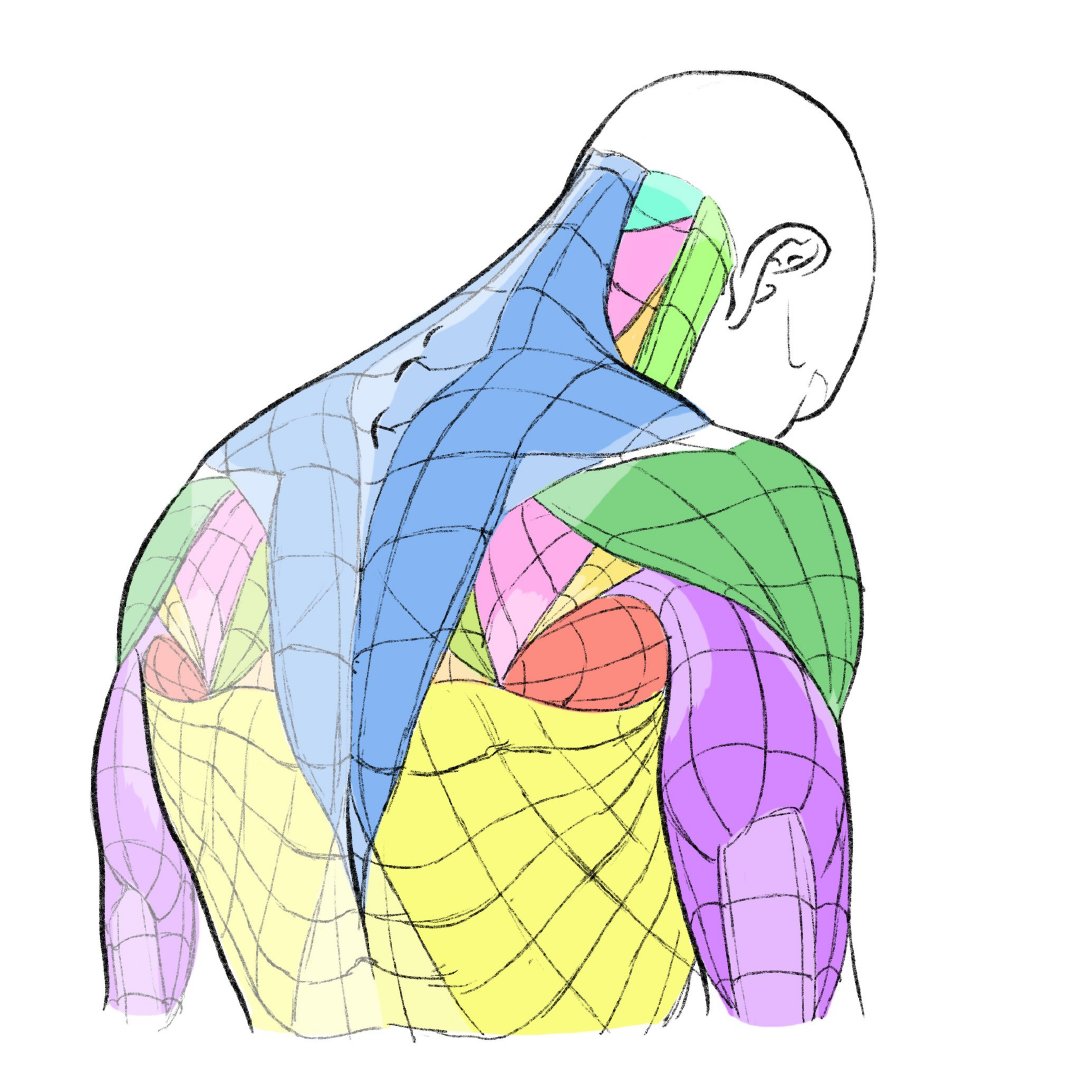 人体结构  肌肉走向~  画师 kato_anatomy
