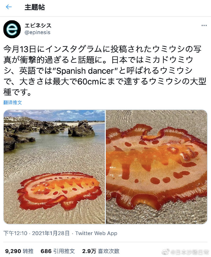 Ins上一张六鳃海牛的照片过于令人震惊引起了话题 在日本它叫六鳃海牛