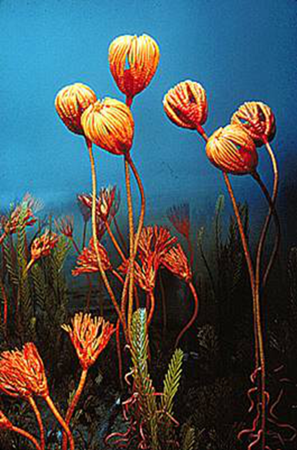 海中仙女——海百合