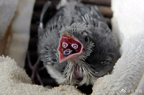 凤头马岛杜鹃幼鸟的嘴巴为了让亲鸟投准靶心所进化的图案看上去有严重