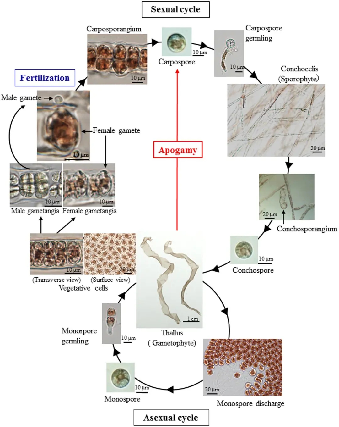 持续时间是从冬到春,到了夏天,紫菜的叶状体把生殖细胞都释放完了,就