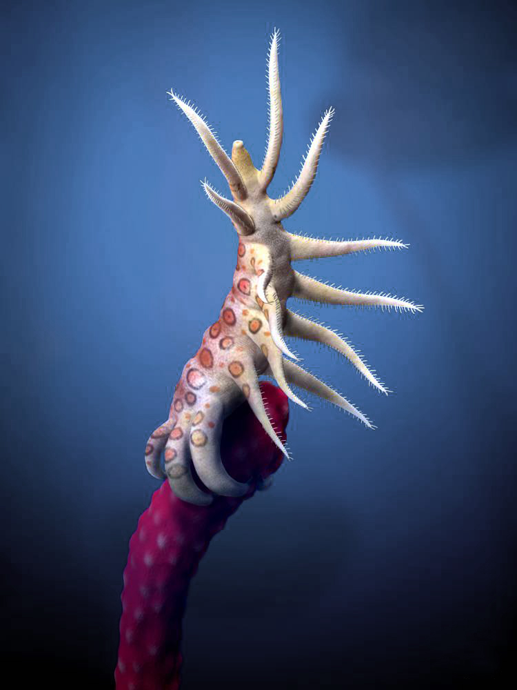 寻奇录看奇虾也就图一乐真怪物还是在异虫纲