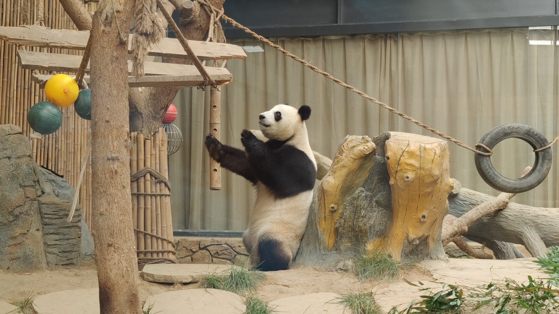 大熊猫站起来减肥前要先吃个饱饭