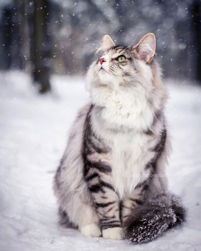 超帅气的挪威森林猫aslan2岁的男孩子行走在纯白的森林雪地中