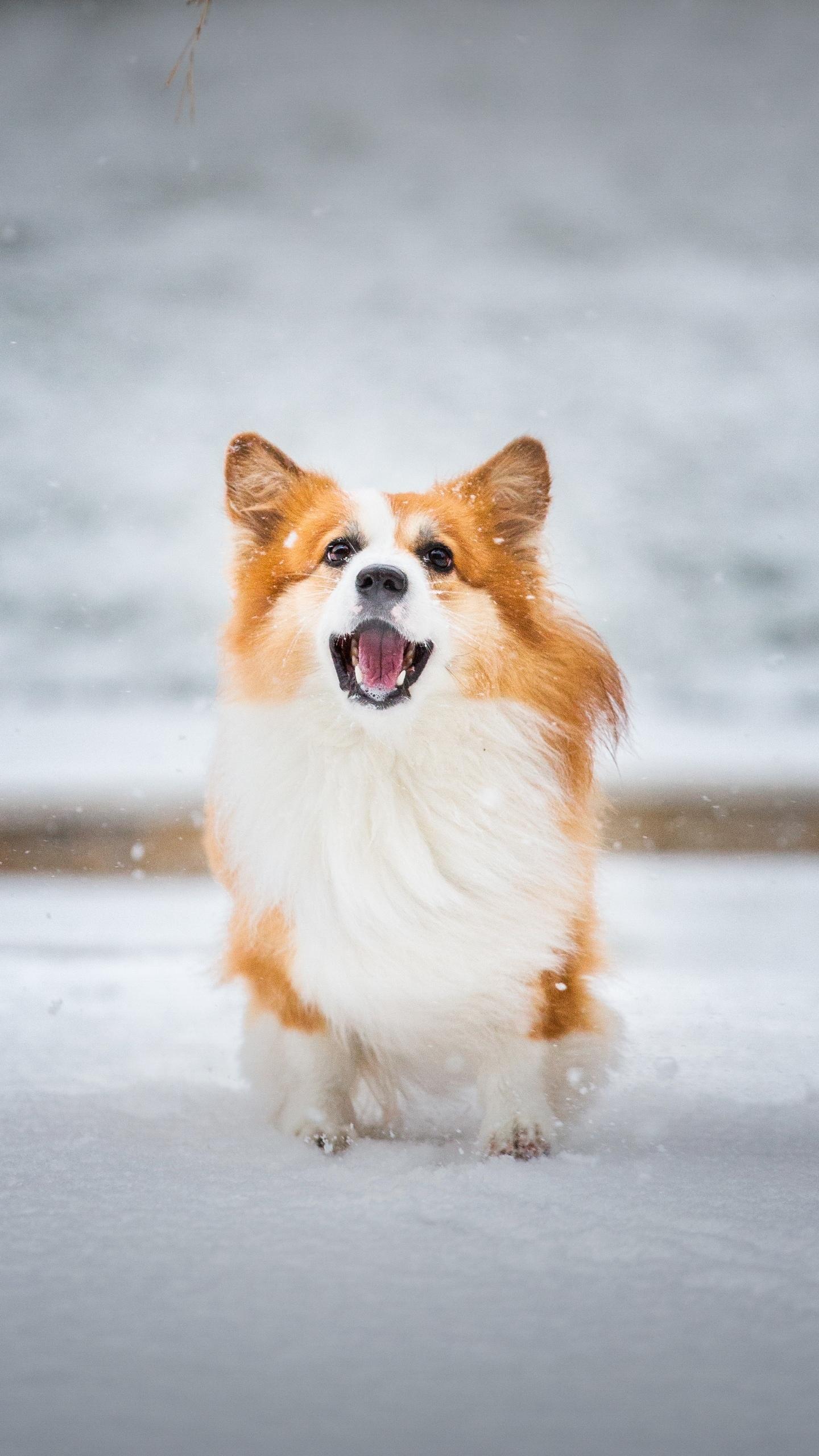 手机壁纸无题0142k