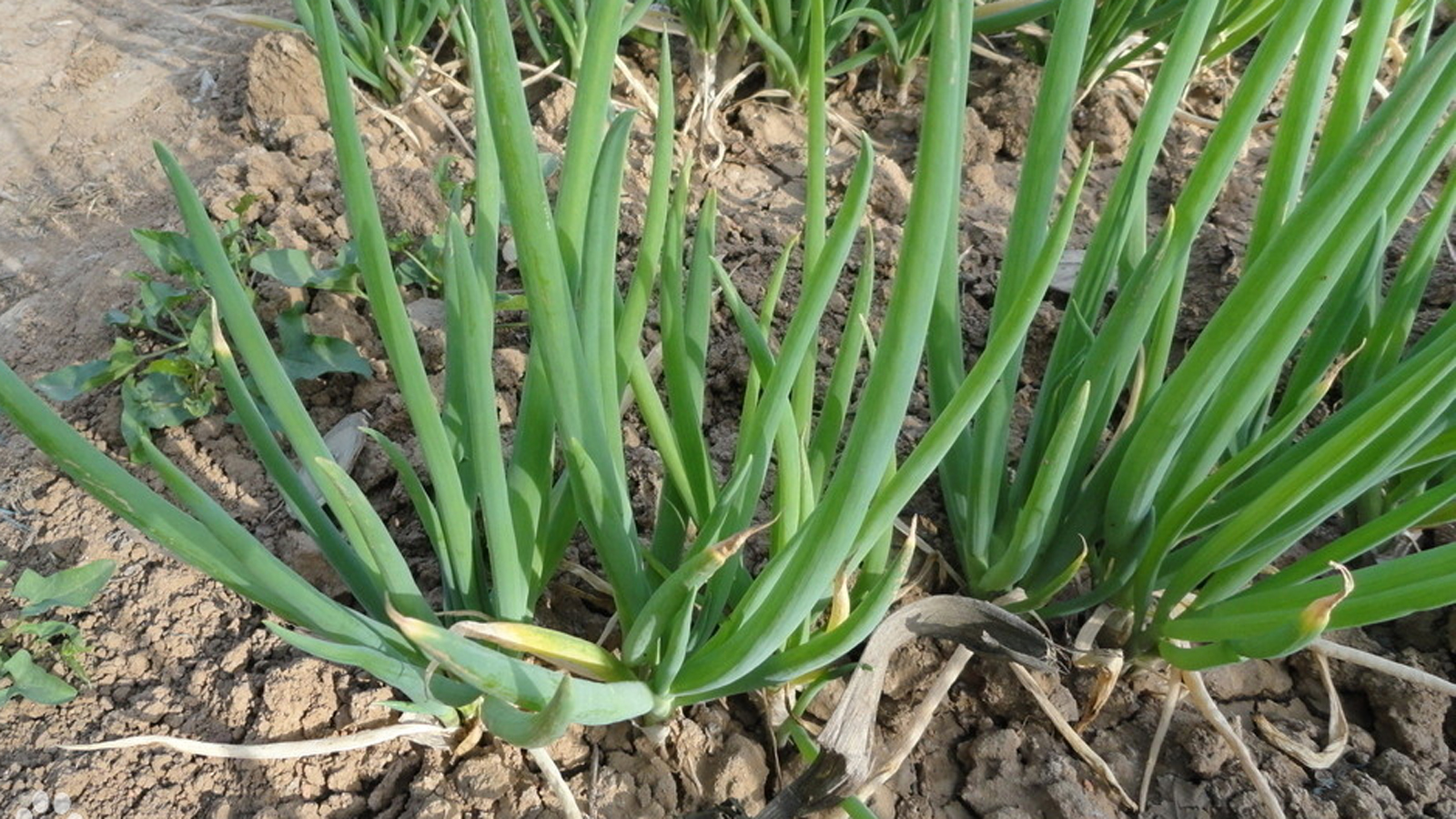 大葱价格牛气葱天全国各地最新大葱价格上涨的原因盘点19种原产地大葱