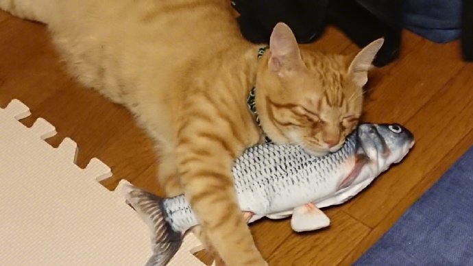 推主ikezakiwow晒出自家猫咪抱着小鱼玩偶睡觉的照片后网友们也纷纷贴