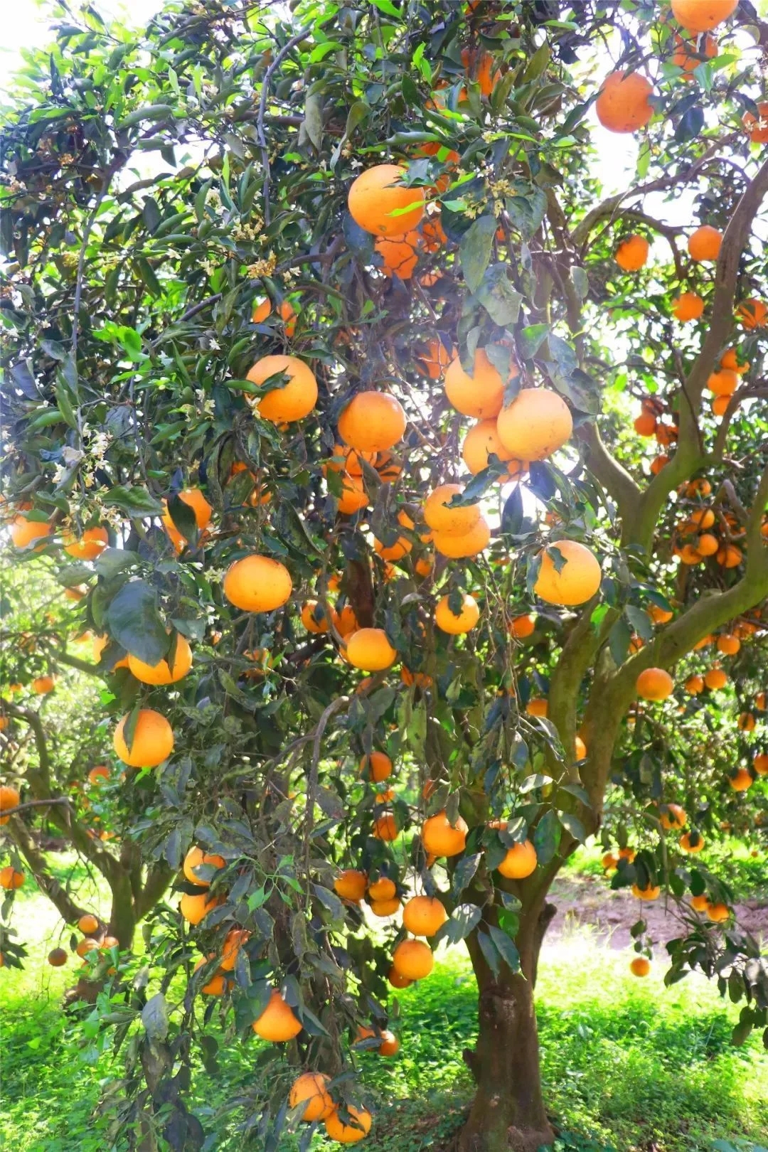 宜宾江安特产橙花岛夏橙青见与伏令百科