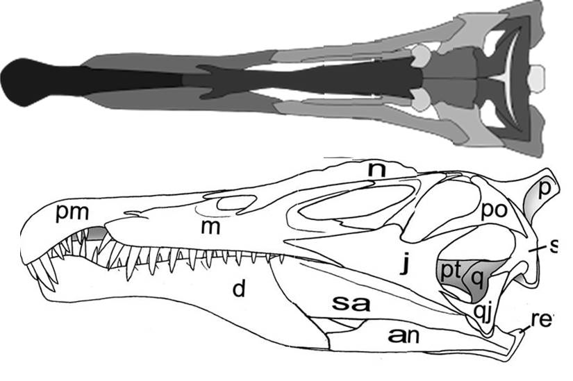 棘龙头部重建几种鳄鱼的头骨(俯视)几种鳄鱼的头骨(侧视)这里需要强调