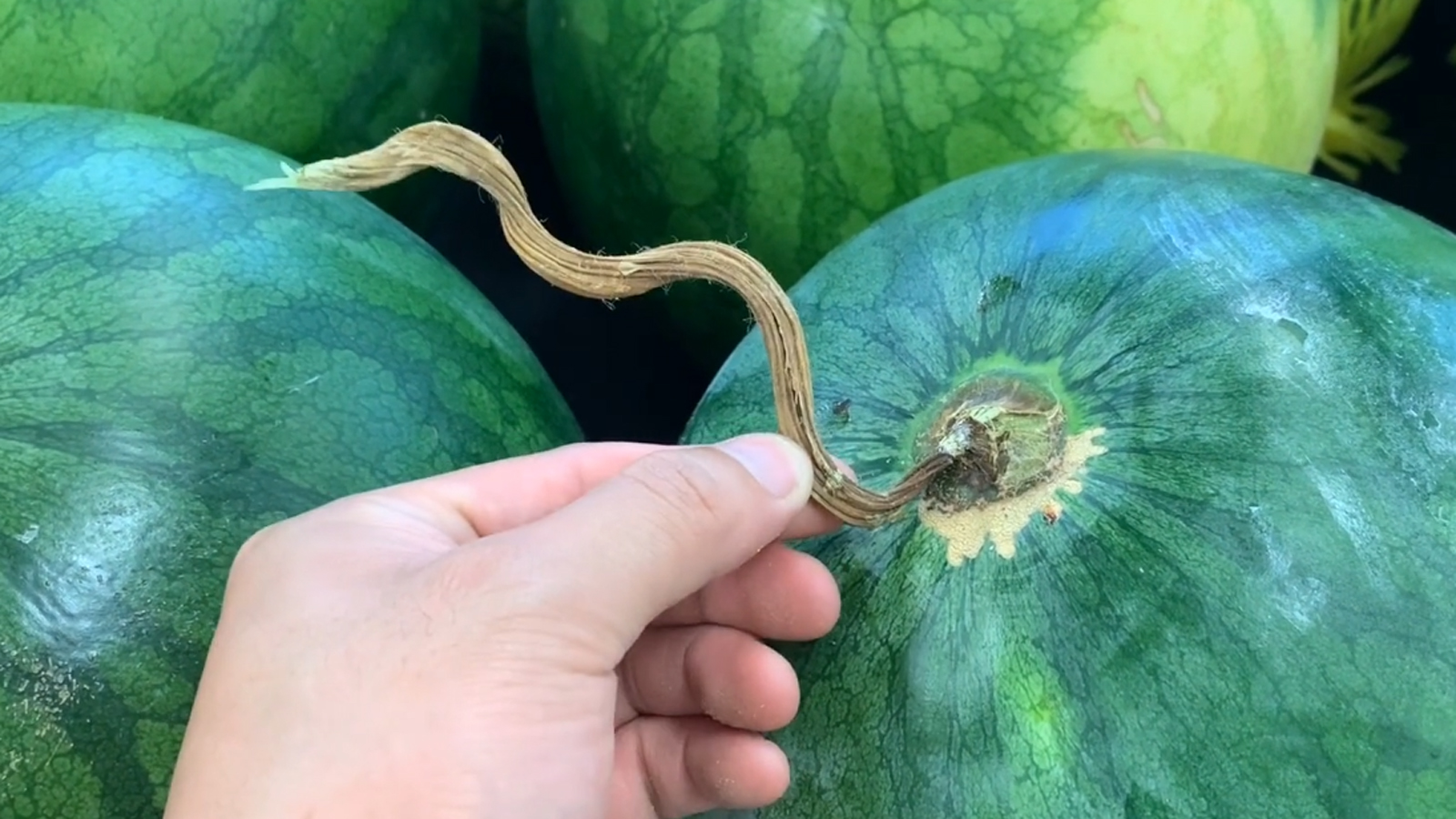 吃瓜还有这么多讲究如何挑选西瓜吃不完的西瓜如何保存西瓜皮有哪些