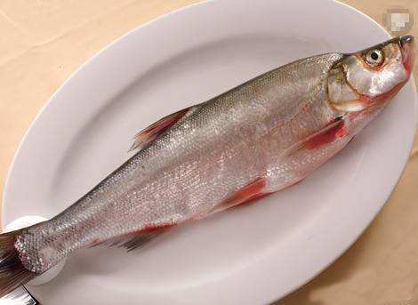 松花江鲑鱼黄河鲤鱼松江鲈鱼松江鲈鱼自古以来被誉为中国四大名鱼之首