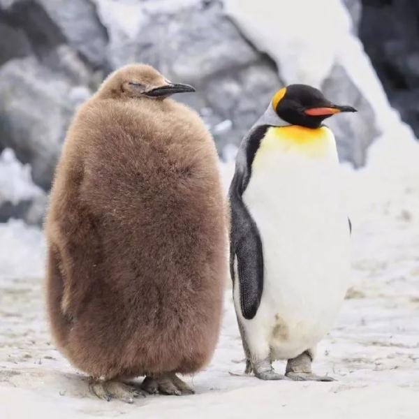 帝企鹅和王企鹅幼崽图片