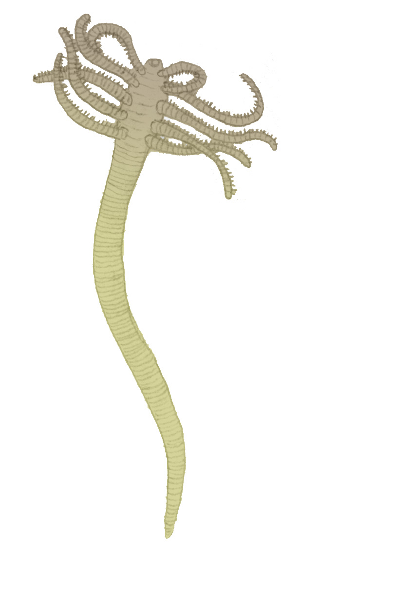 寻奇录看奇虾也就图一乐真怪物还是在异虫纲