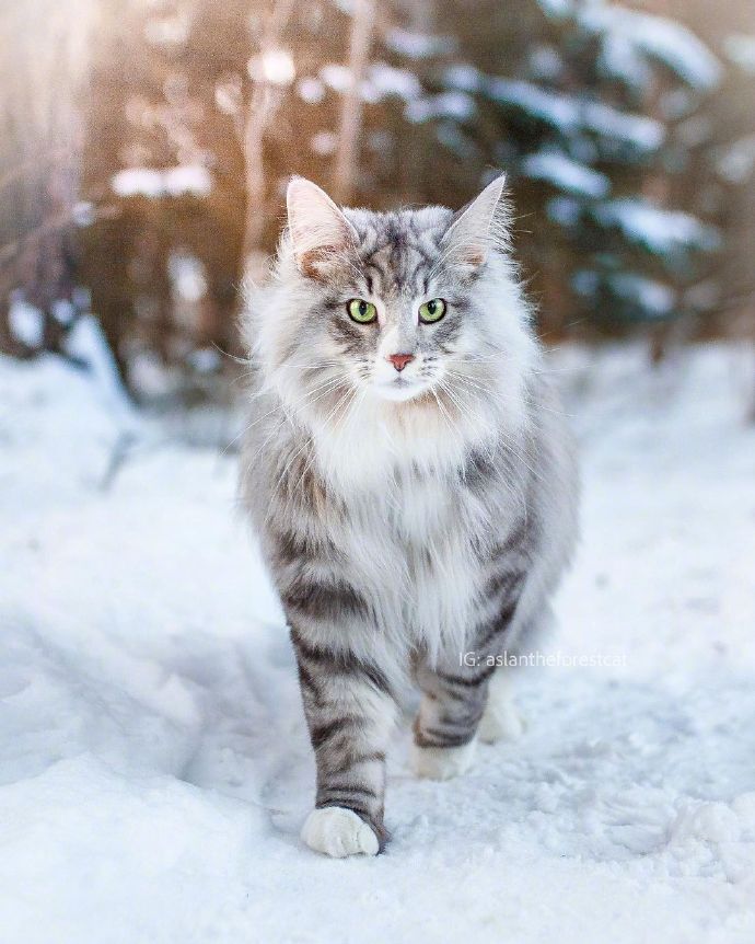 超帅气的挪威森林猫aslan2岁的男孩子行走在纯白的森林雪地中