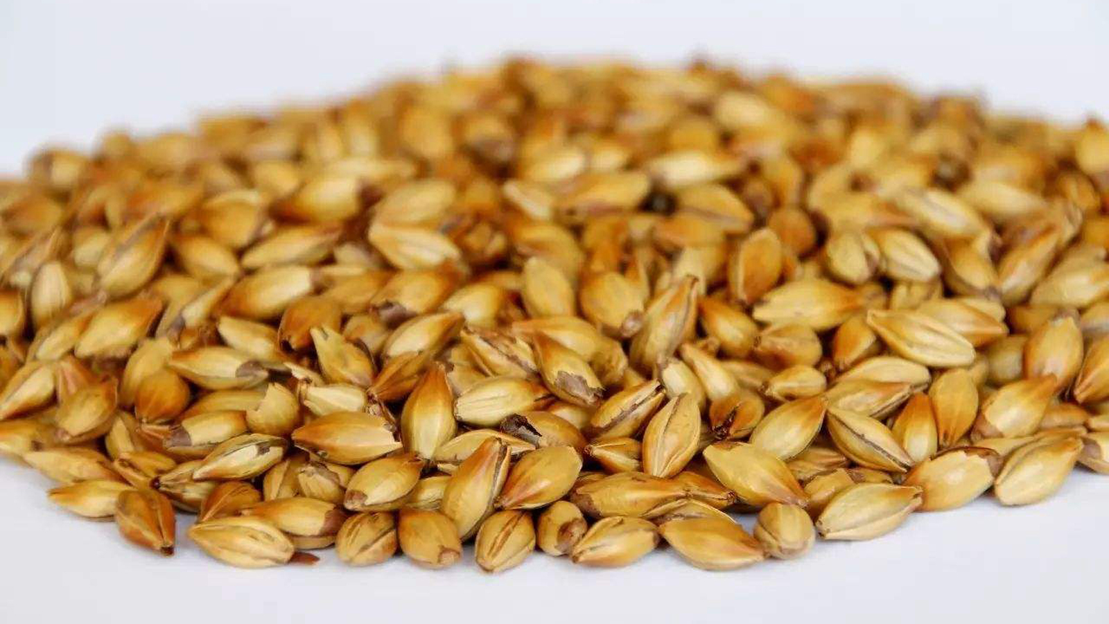 大麦便于发芽,并产生大量的水解酶;大麦之所以成为酿造啤酒的主要原料