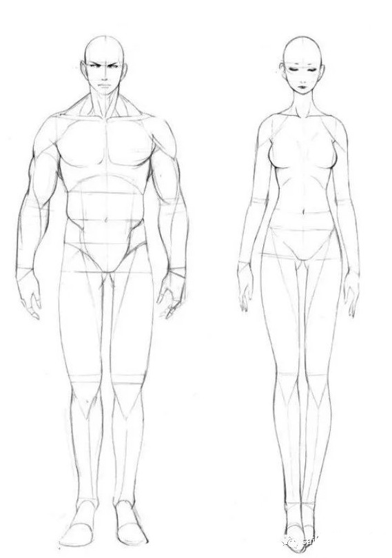 绘画板绘丨最齐全人体结构素材抓紧收藏起来还担心学不会吗