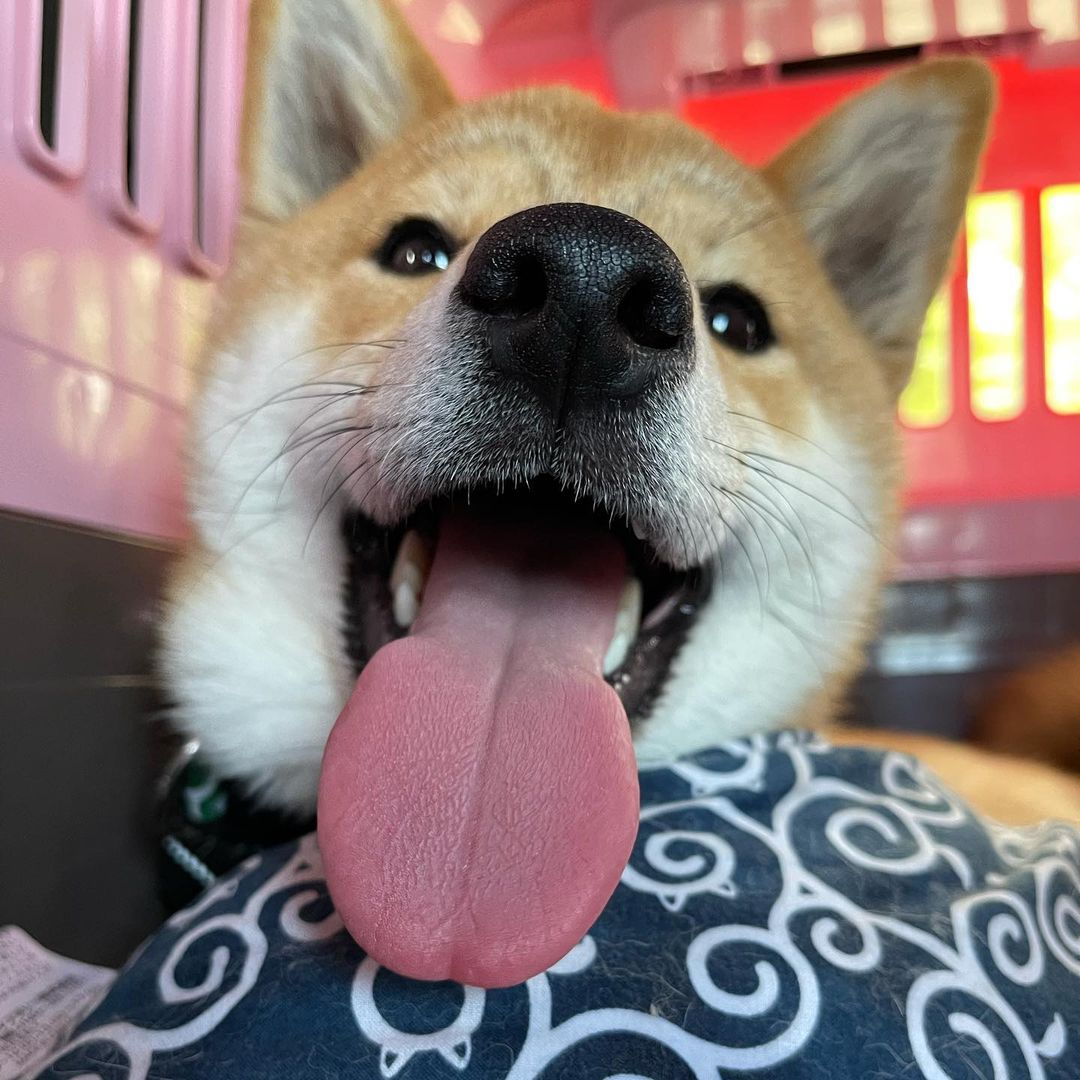 饲养柴犬幼犬太难 这些秘诀足以帮你解决