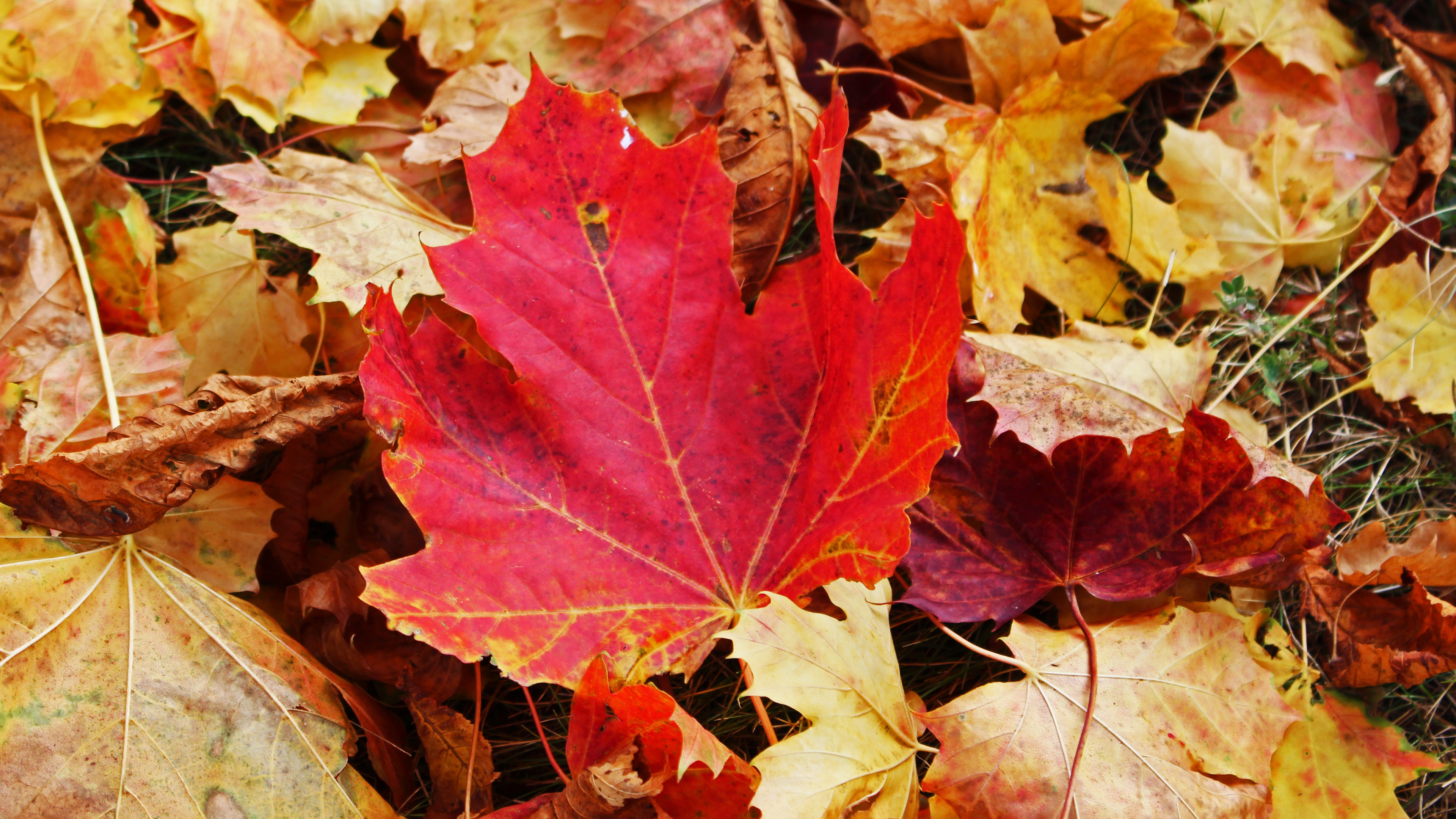 美丽的秋天金黄的树叶也可以这样美