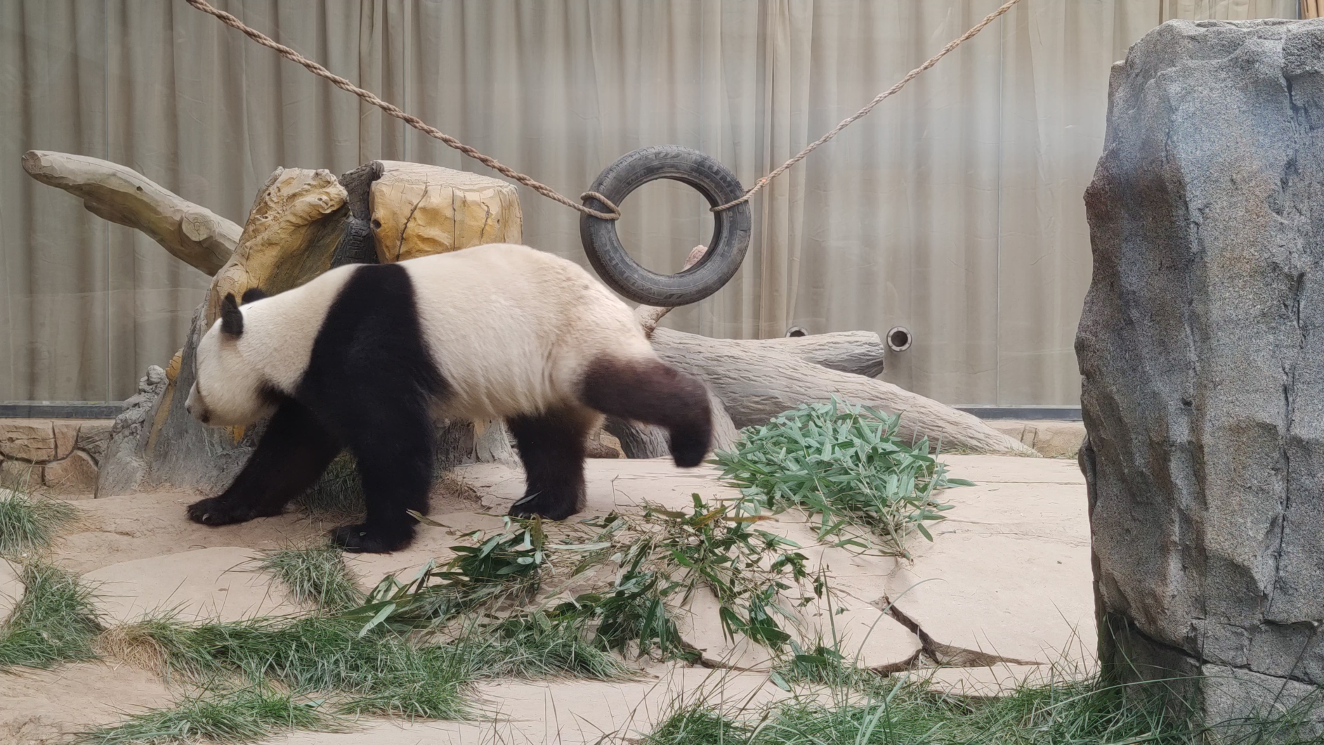 大熊猫站起来减肥前要先吃个饱饭