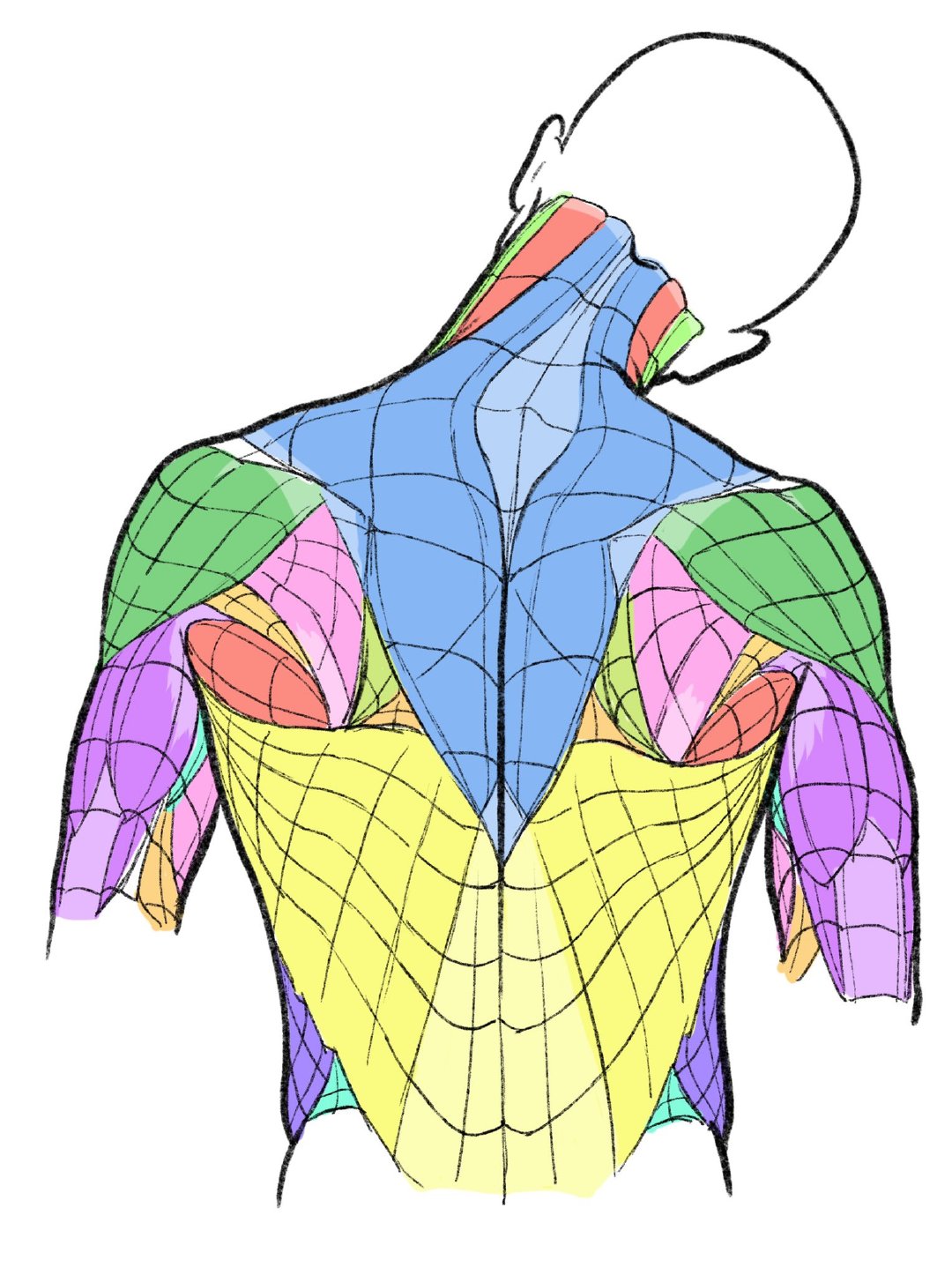 人体结构  肌肉走向~  画师 kato_anatomy