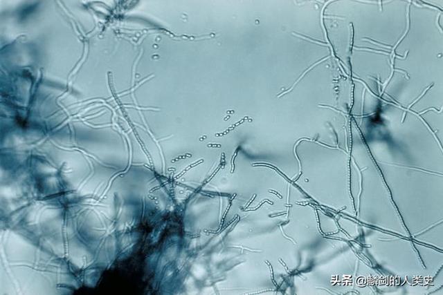 地球生物全系列从单细胞到人类细菌界放线菌门
