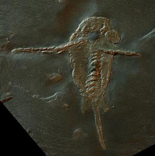 寻奇录奇虾恐虾纲我留了一手就让人类不知所措