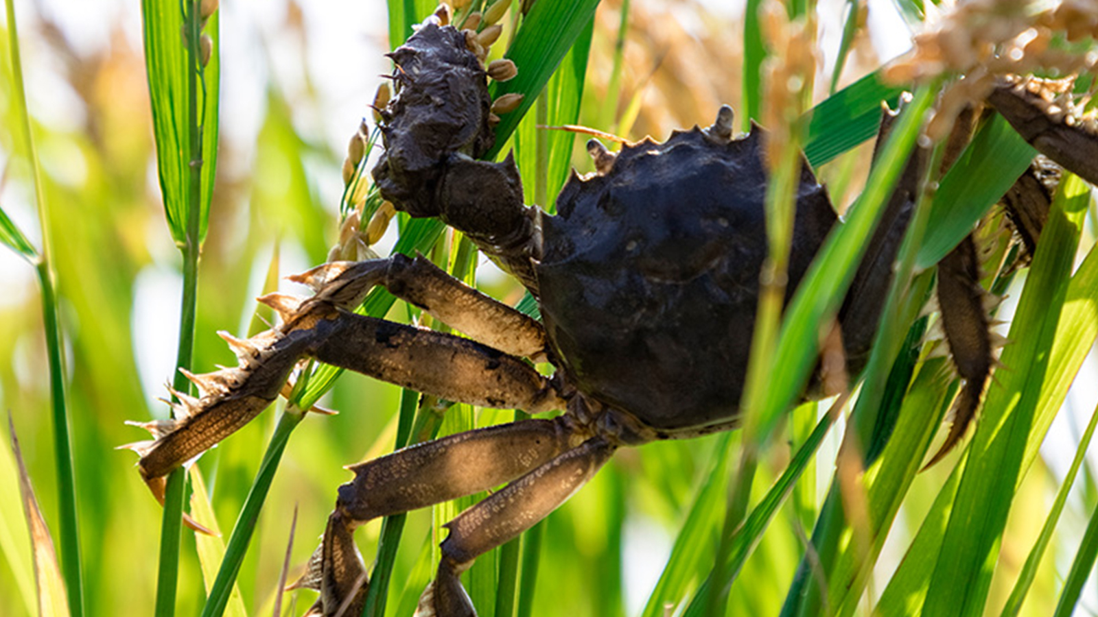 什么螃蟹比较好吃大闸蟹还是梭子蟹全球40种可食用蟹大全29种国内螃蟹