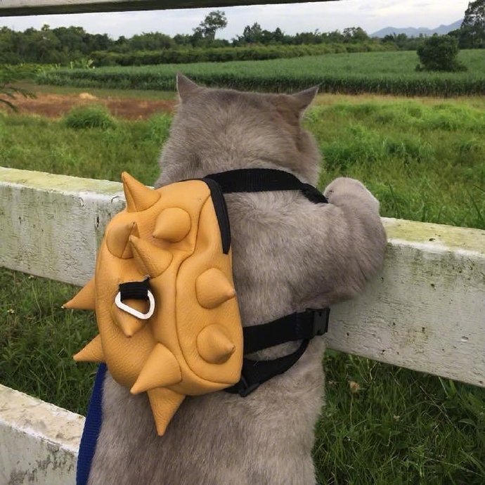 可爱小猫猪猪背起它心爱的小书包出去闯荡啦