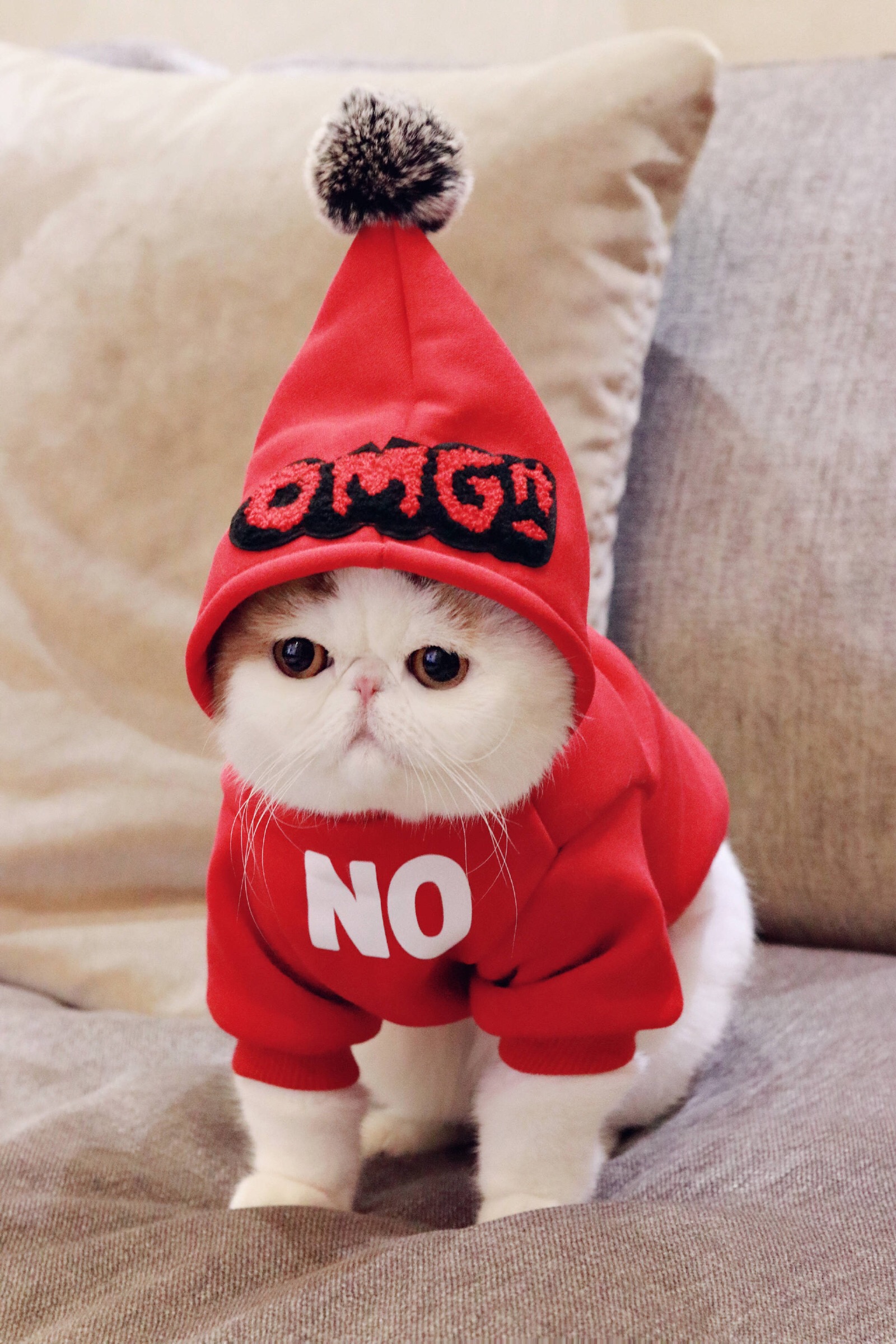 壁纸ep41加菲猫红小胖真的胖