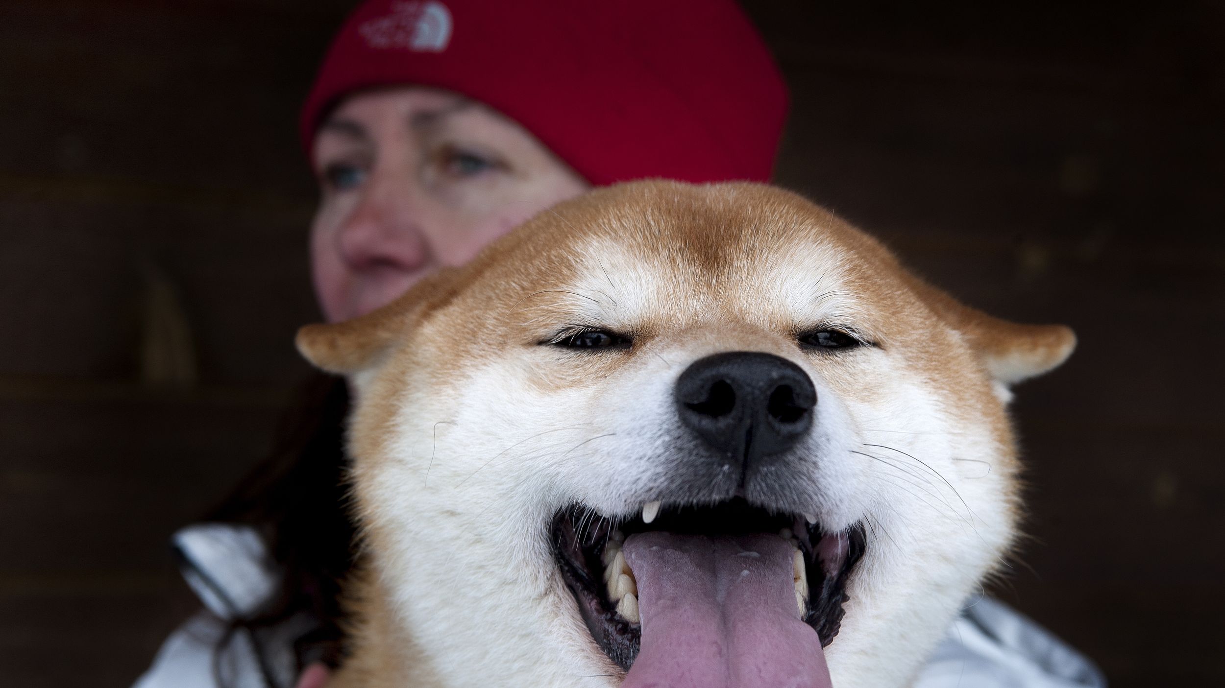 怎样养柴犬 定期给狗狗修剪毛发 - acfun弹幕视频网 - 认真你就输啦