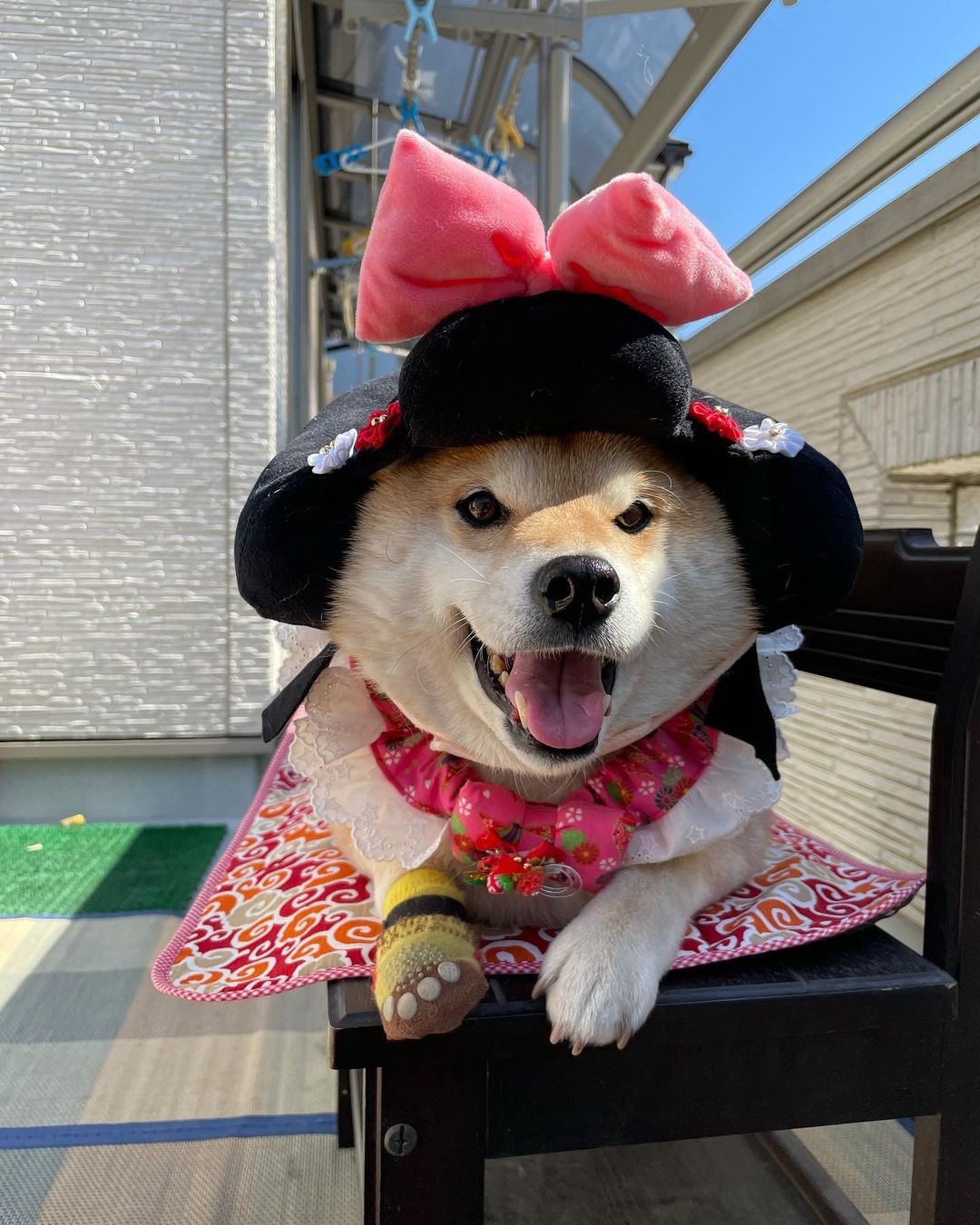 柴犬可以做孩子的陪伴犬吗？