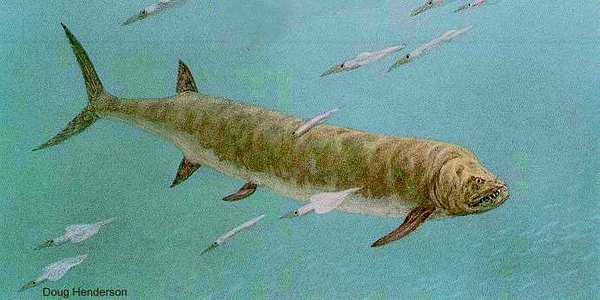 【水世界】剑射鱼:我不是曾经的海洋霸主,真的不是