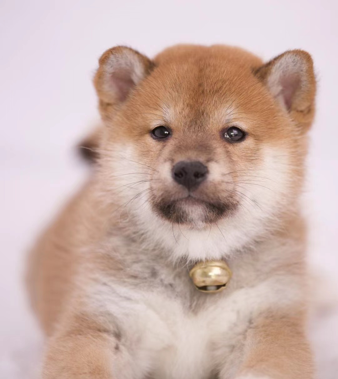 柴犬是傻狗吗柴犬智商高吗