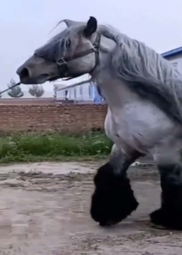 荷兰驮马drafthorse也被称为重型马全世界最震撼力的马