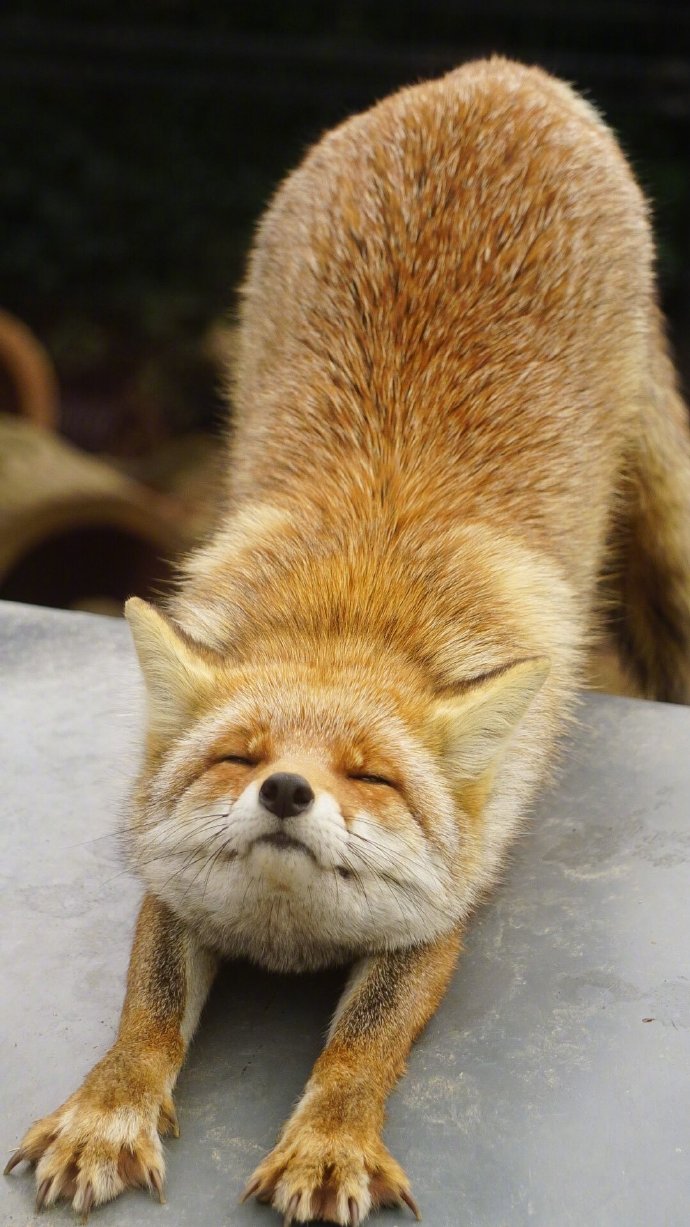 一只正在眯着眼伸懒腰的小狐狸