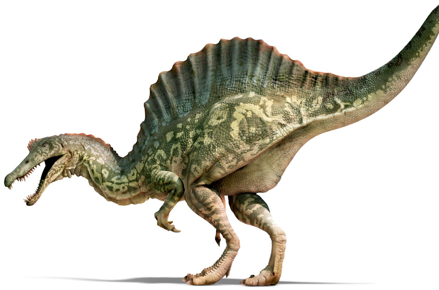 高型棘龙复原说明一下,棘龙b曾经认为是棘龙类的其他物种而非埃及棘龙