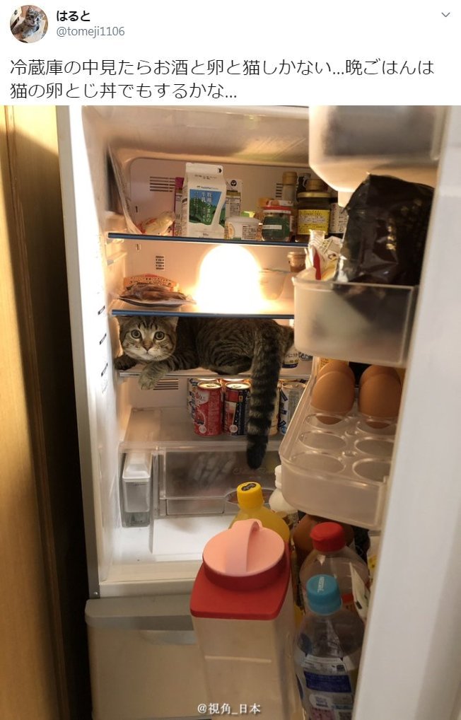 打开冰箱一看里面只有鸡蛋酒和猫