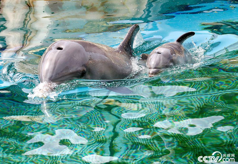 法国新生海豚宝宝和妈妈一起游泳超级萌